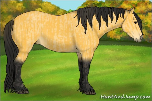 Horse Color:Buckskin  and Gray Buckskin 