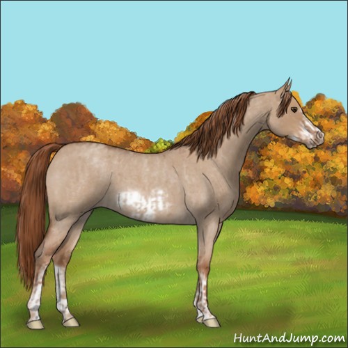 Horse Color:Red Dun Roan  and Red Dun Roan Frame 