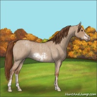 Horse Color:Red Dun Roan  and Red Dun Roan Frame 