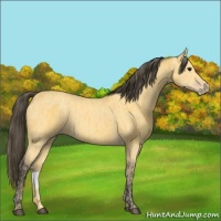 Horse Color:Buckskin  and Amber Cream Champagne 