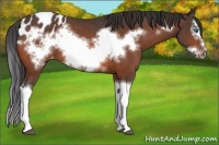 Horse Color:Bay Splash Frame Appaloosa Rabicano 