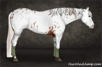 Horse Color:Silver Bay Appaloosa  and Silver Bay Appaloosa 