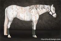 Horse Color:Gold Champagne Appaloosa  and Gold Cream Champagne Appaloosa 