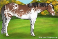 Horse Color:White Spotted Brown Splash 