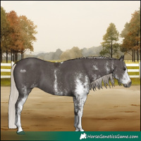 Horse Color:Gray White Spotted Silver Black