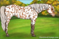 Horse Color:Silver Bay Near Leopard 