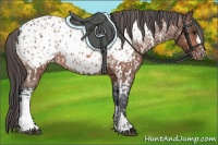 Horse Color:Bay Appaloosa  and Bay Appaloosa 