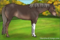 Horse Color:Liver Chestnut Mushroom 