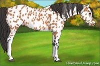 Horse Color:Bay Leopard 