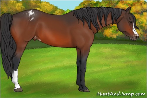 Horse Color:Bay Appaloosa 