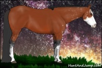 Horse Color:Bay Sabino 