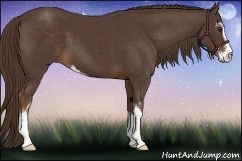 Horse Color:Liver Chestnut Sabino 