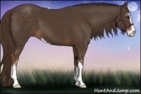 Horse Color:Liver Chestnut Sabino