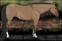 Horse Color:Bay Dun Sabino