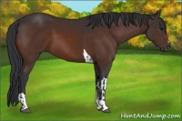 Horse Color:Bay  and Bay Tobiano 
