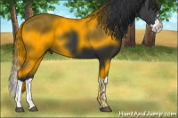 Horse Color:Black Splash 