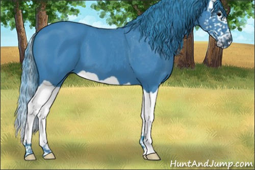 Horse Color:Watercolor Black Splash 