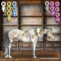 Horse Color:White Spotted Brown Dun Sabino Appaloosa 
