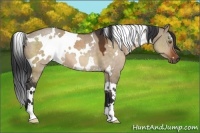 Horse Color:White Spotted Brown Dun 