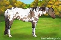 Horse Color:White Spotted Brown Dun Blanket Brindle 