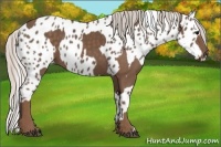 Horse Color:Silver Black  and Silver Black Near Leopard 