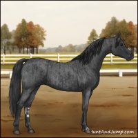 Horse Color:Blue Roan  and Blue Roan 