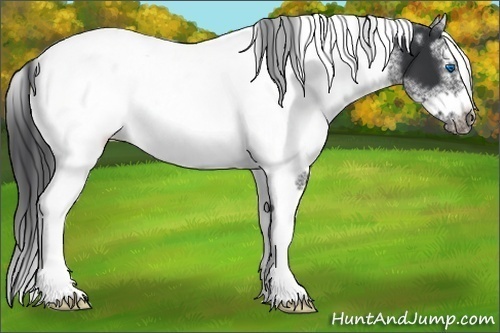 Horse Color:White Spotted Black Splash Tobiano Frame Appaloosa 