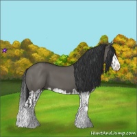 Horse Color:Grullo Sabino Splash  and Grullo Sabino Splash 