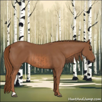 Horse Color:Chestnut  and Chestnut 