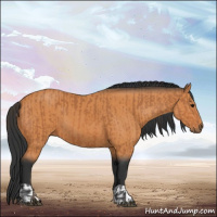 Horse Color:Bay  and Bay 