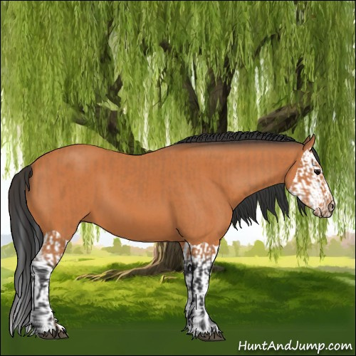 Horse Color:Bay  and Bay Splash 