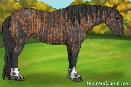 Horse Color:Bay  and Black 