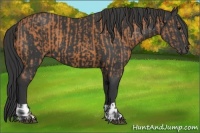 Horse Color:Bay  and Black 