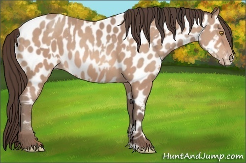 Horse Color:Amber Champagne Appaloosa  and Amber Champagne Frame Appaloosa 