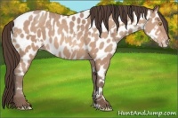 Horse Color:Amber Champagne Near Leopard  and Amber Champagne Frame Near Leopard 