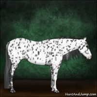 Horse Color:Black Appaloosa Rabicano and Black Appaloosa Rabicano