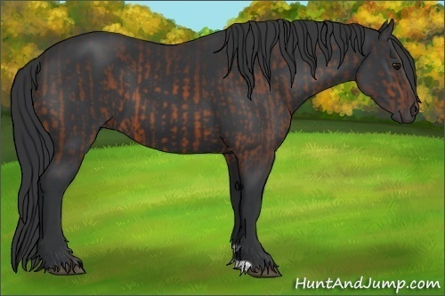 Horse Color:Bay and Black