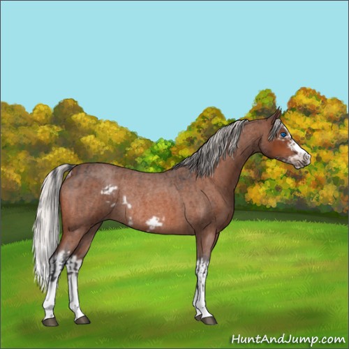 Horse Color:Bay Roan Splash Frame Rabicano  and Silver Bay Roan Splash Frame Rabicano 