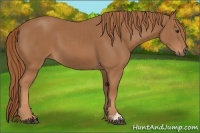 Horse Color:Chestnut  and Chestnut 