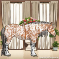 Horse Color:Bay  and Bay Appaloosa 