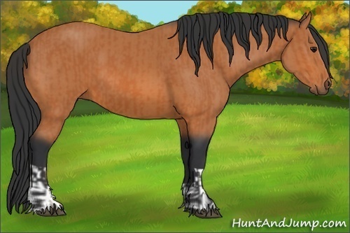 Horse Color:Bay  and Bay 