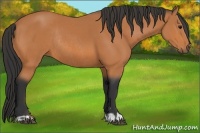 Horse Color:Bay  and Bay Rabicano 