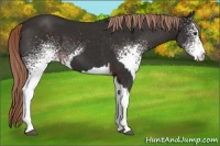 Horse Color:Liver Chestnut  and White Spotted Liver Chestnut 