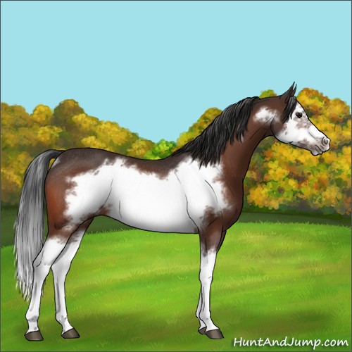 Horse Color:Bay Splash Frame Rabicano 
