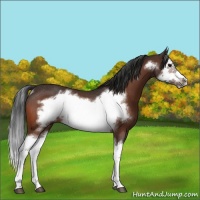Horse Color:Bay Splash Frame Rabicano 