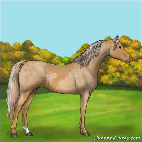 Horse Color:Palomino Roan and Palomino Roan