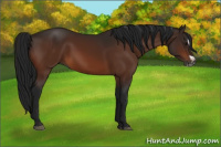 Horse Color:Gray Bay Splash Frame Rabicano 