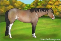 Horse Color:Brown Dun Sabino 
