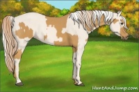 Horse Color:Palomino and Cremello