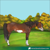 Horse Color:Bay Splash Frame Rabicano 